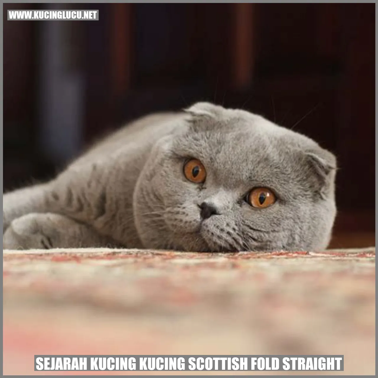 Gambar Kucing Scottish Fold Straight