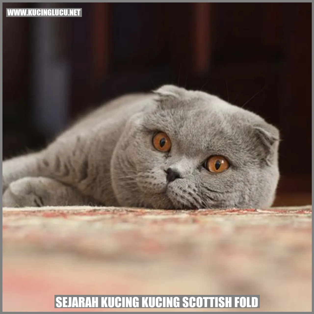 Sejarah Kucing Scottish Fold