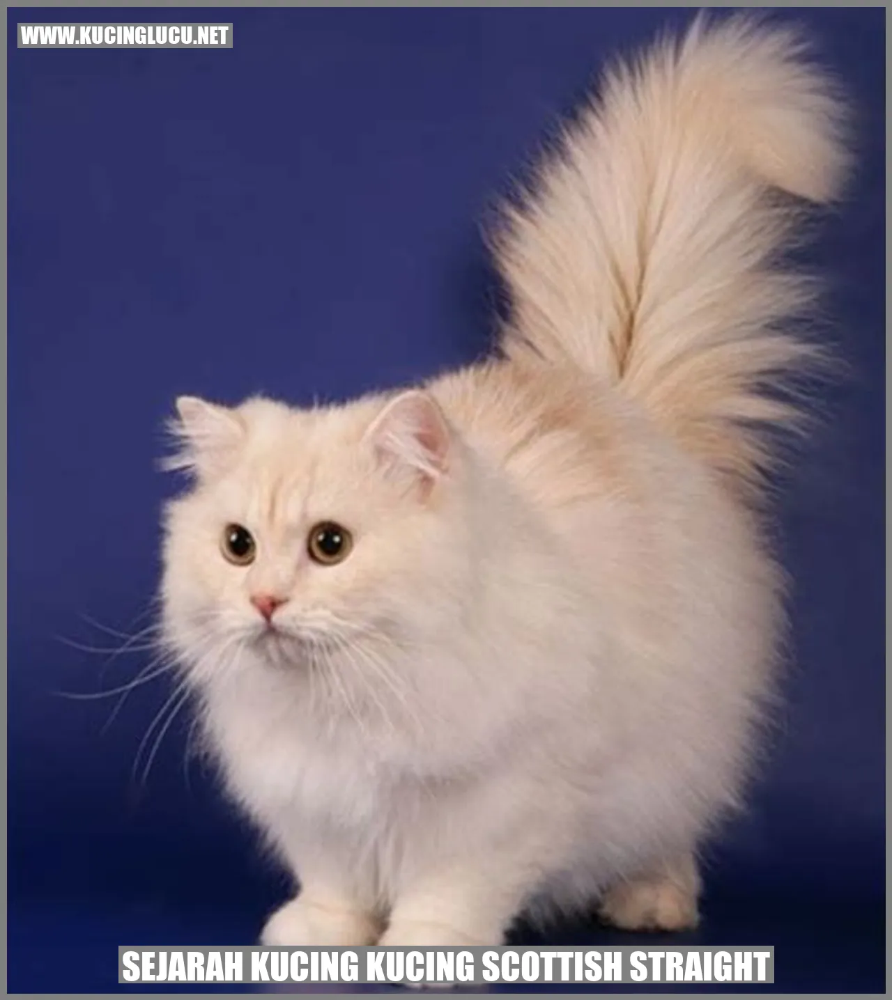 Kucing Scottish Straight