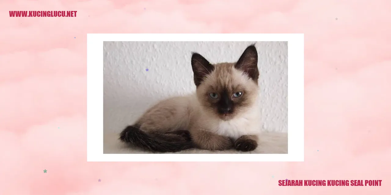 Kucing seal point
