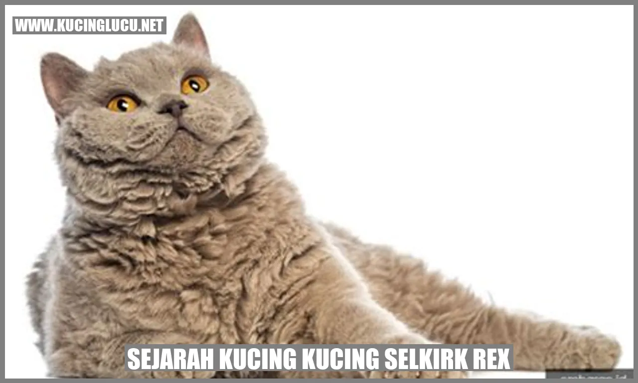 Kucing Selkirk Rex