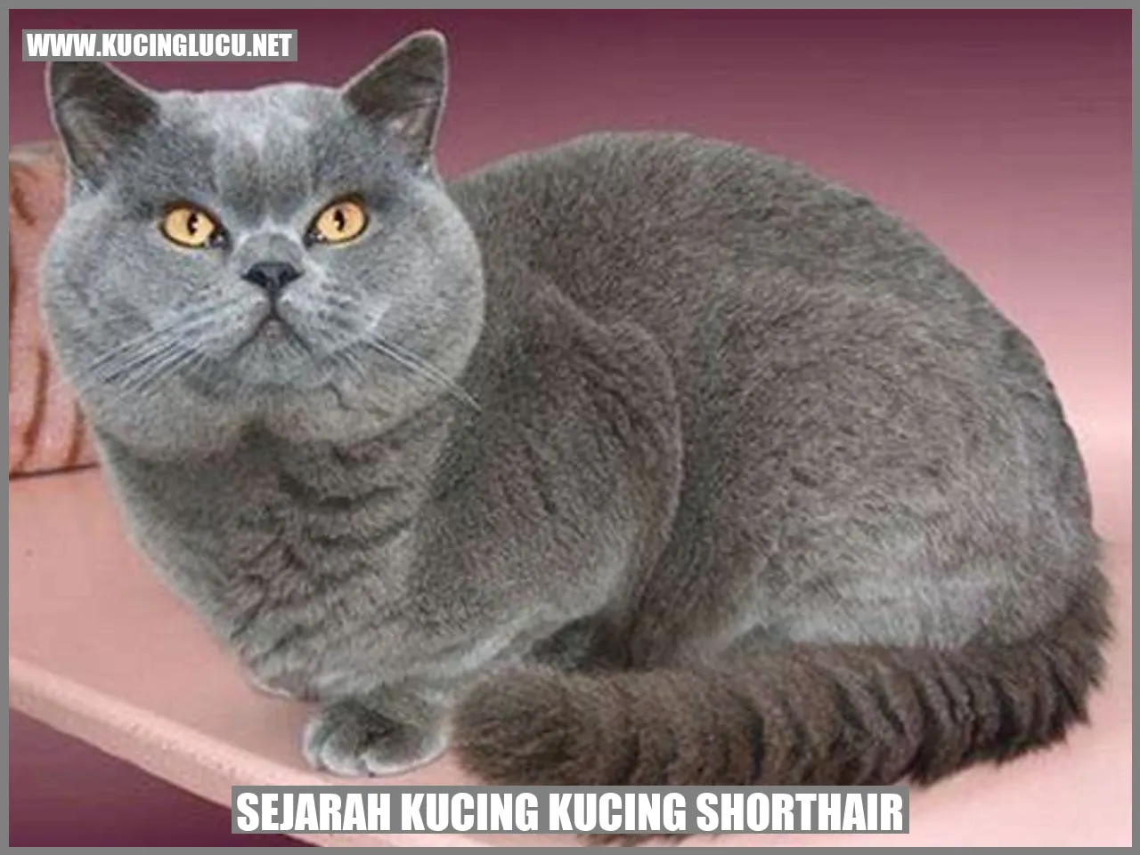 Foto Kucing Shorthair
