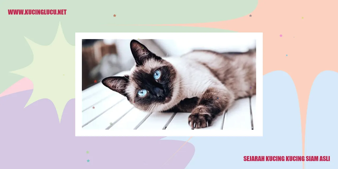 Kucing Siam Asli