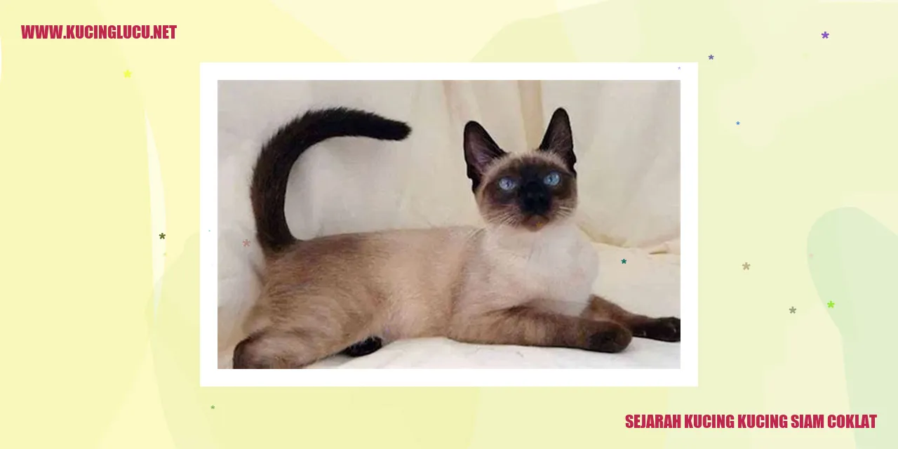 Gambar Kucing Siam Coklat