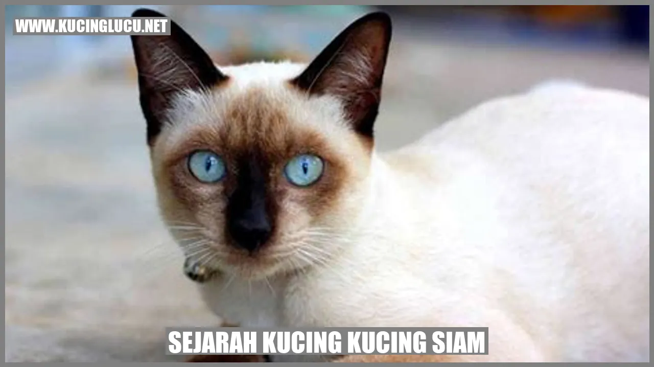 Kucing Siam