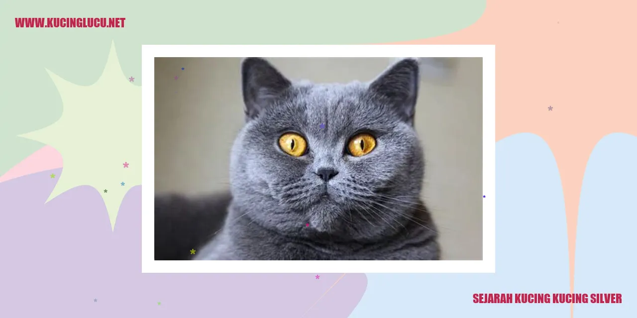 Kucing Silver