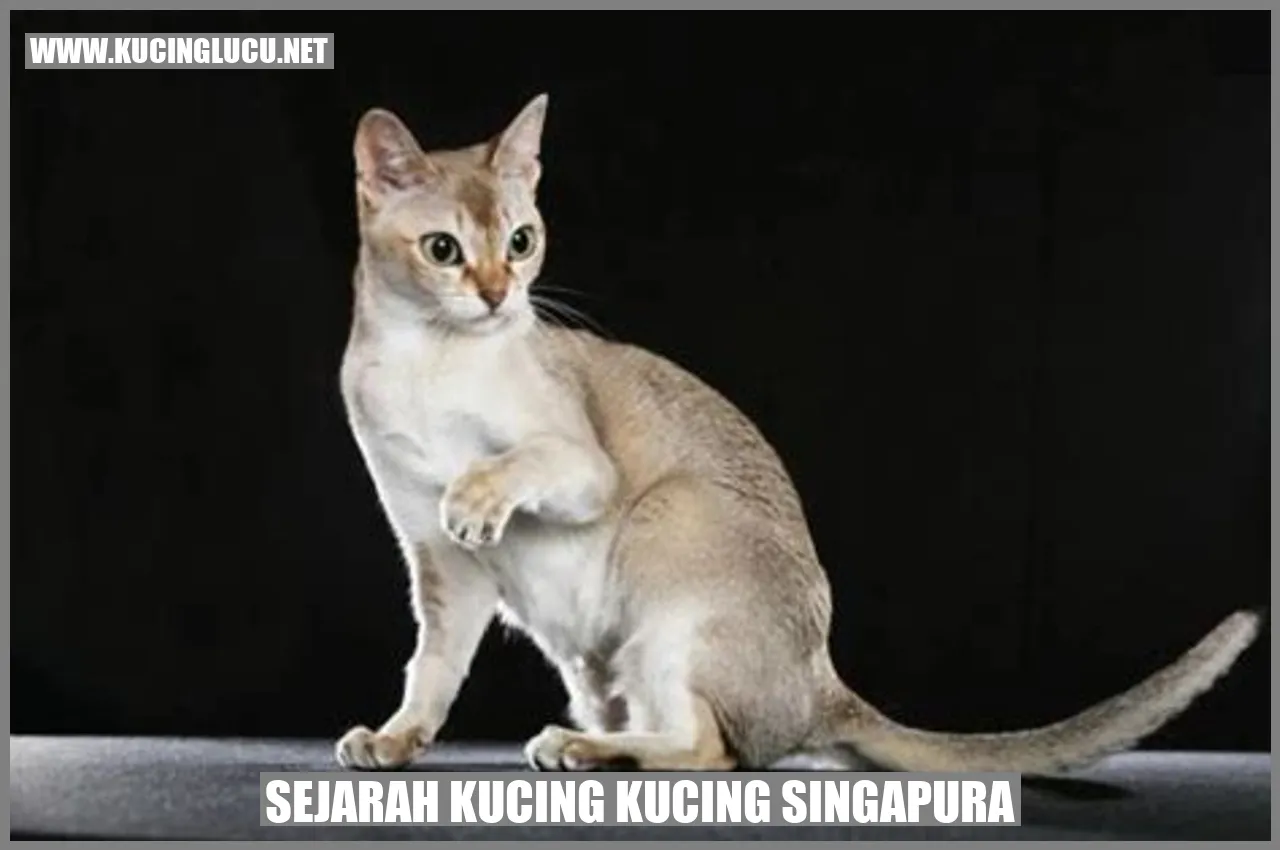 Sejarah Kucing Singapura