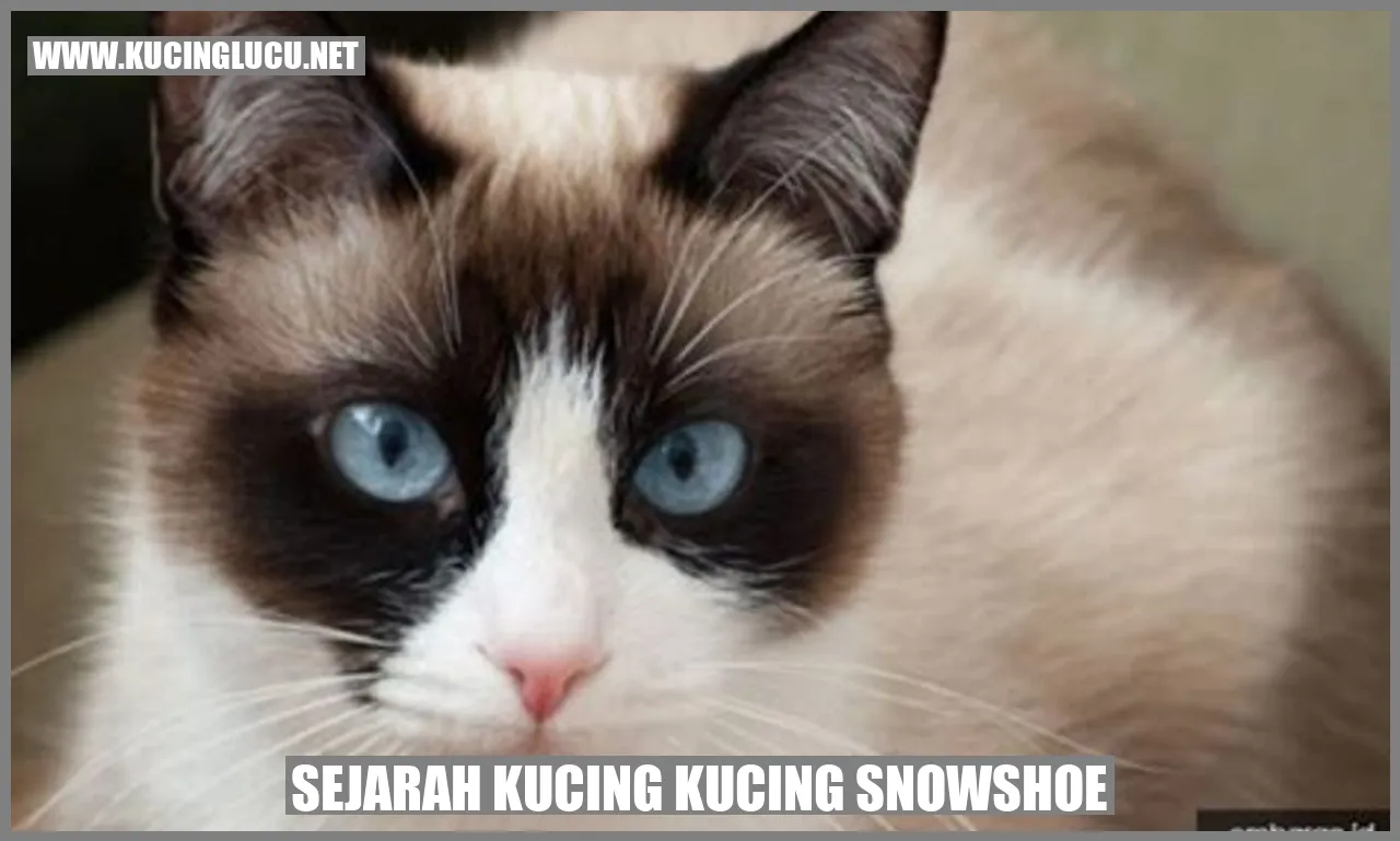 Kucing Snowshoe