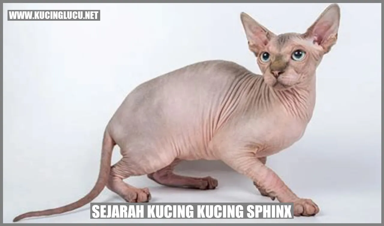 Foto Kucing Sphinx