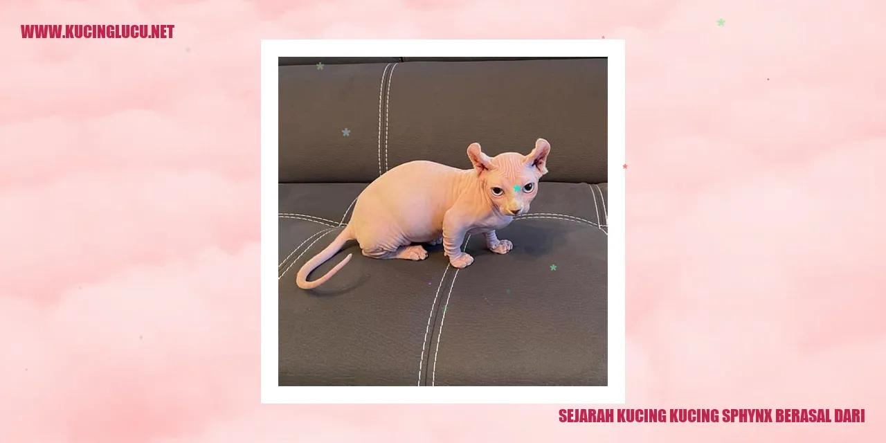 Kucing Sphynx