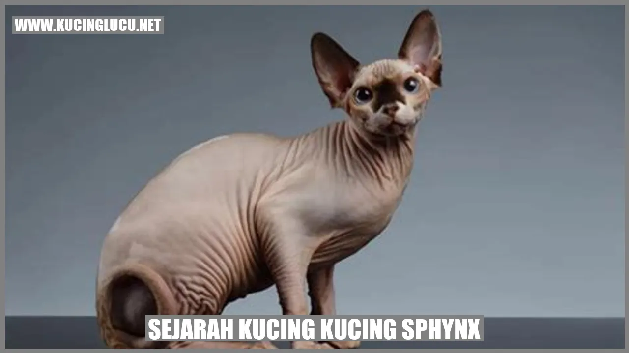 Gambar Kucing Sphynx