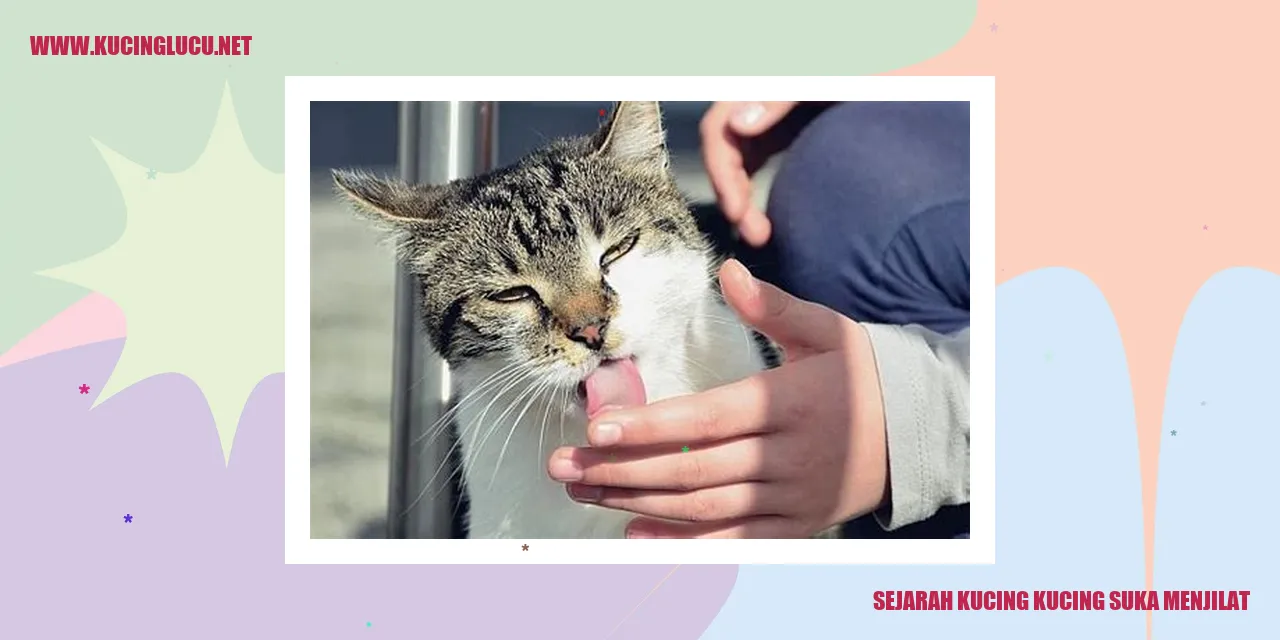 Gambar Kucing Menjilat