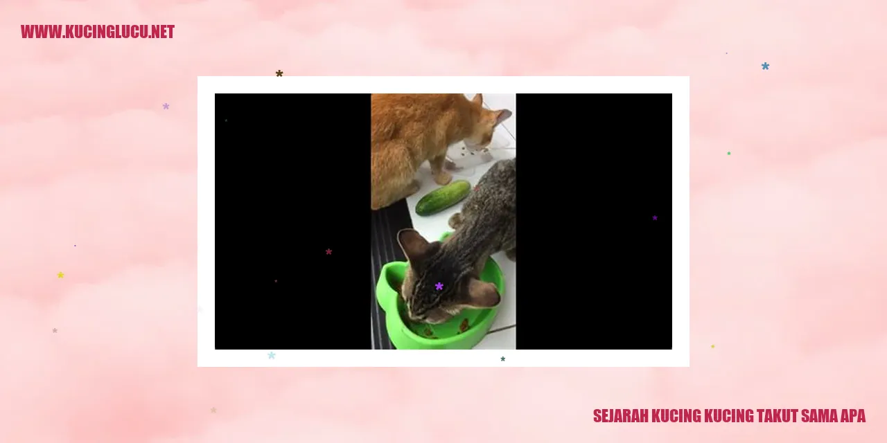 gambar kucing takut