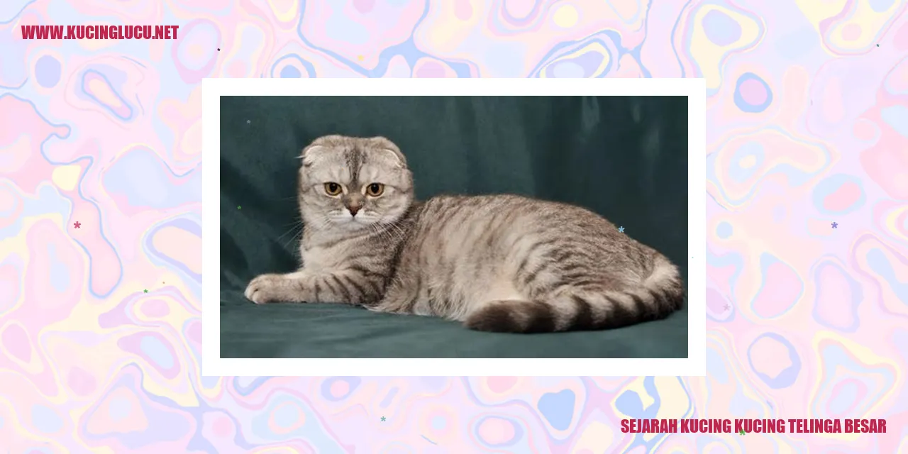 Kucing Kucing Telinga Besar