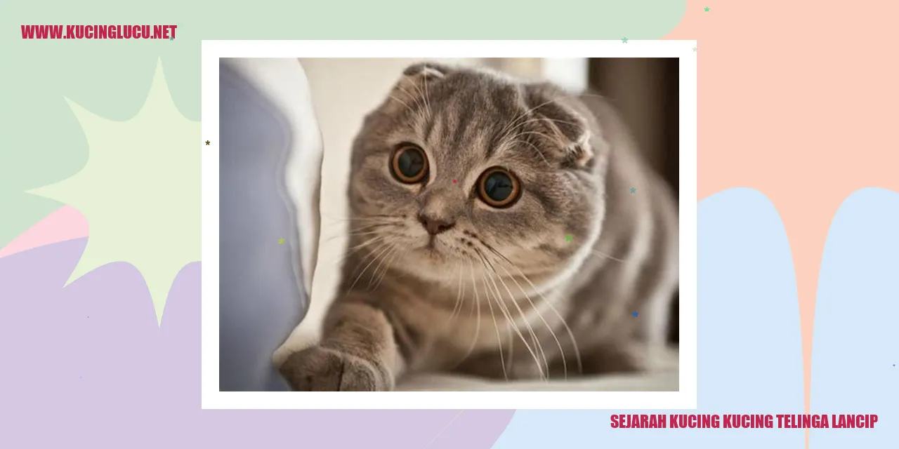 Kucing Telinga Lancip