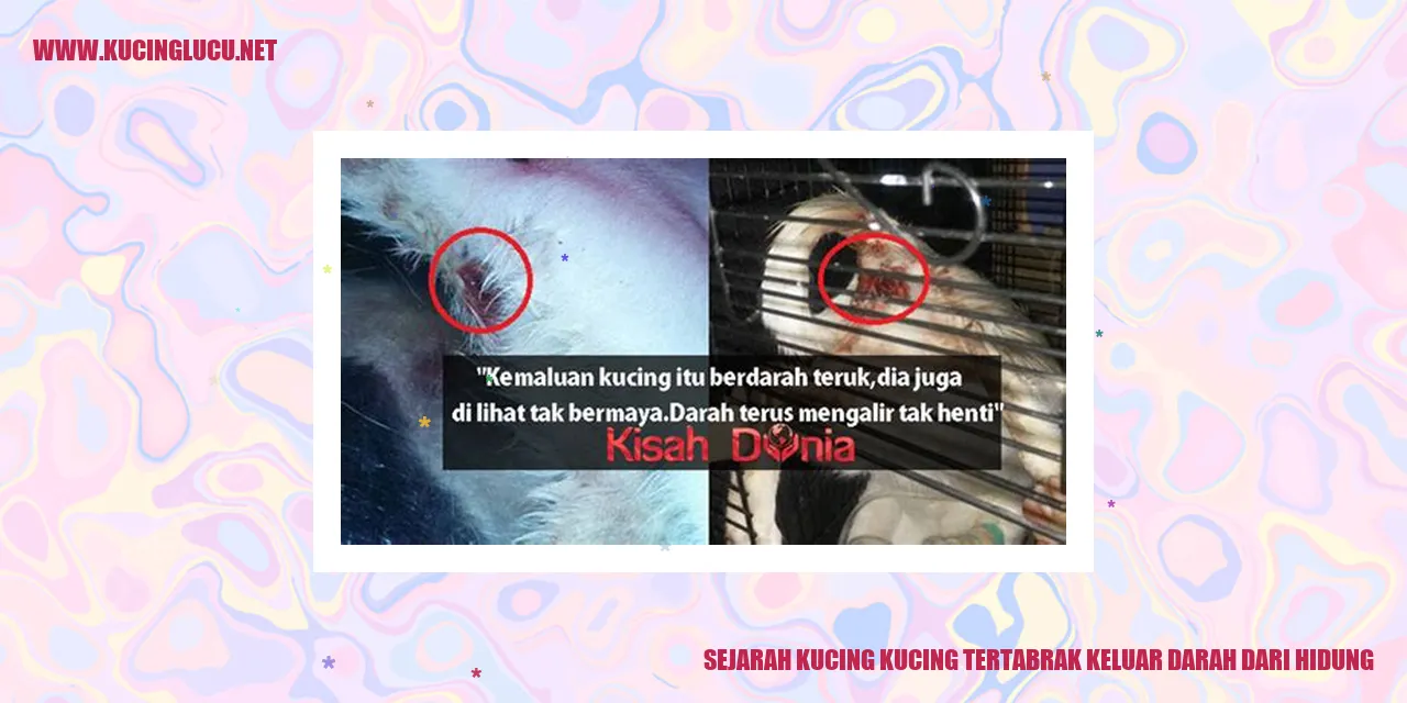 Sejarah Kucing Tertabrak