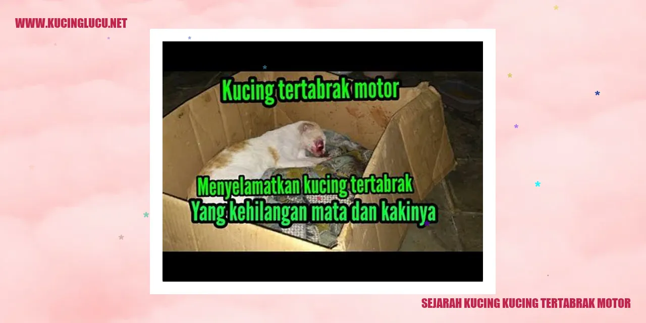 Kucing Tertabrak Motor
