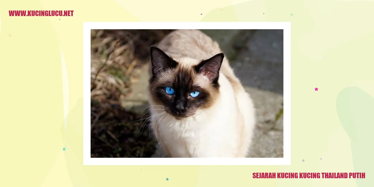 Kucing Thailand Putih