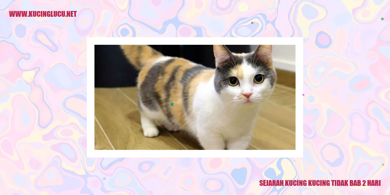 Gambar Kucing