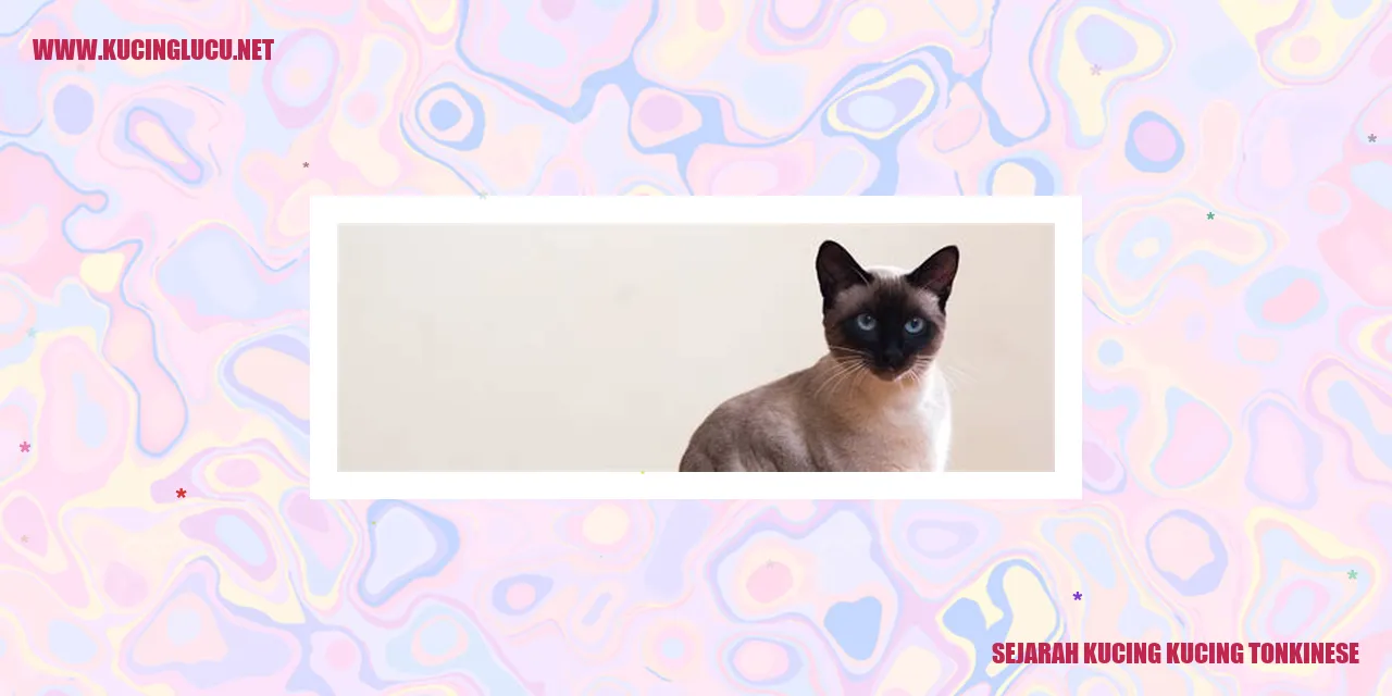 Gambar Kucing Tonkinese
