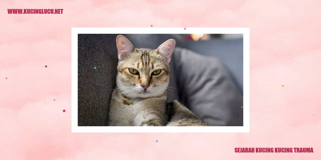 Gambar Kucing Trauma