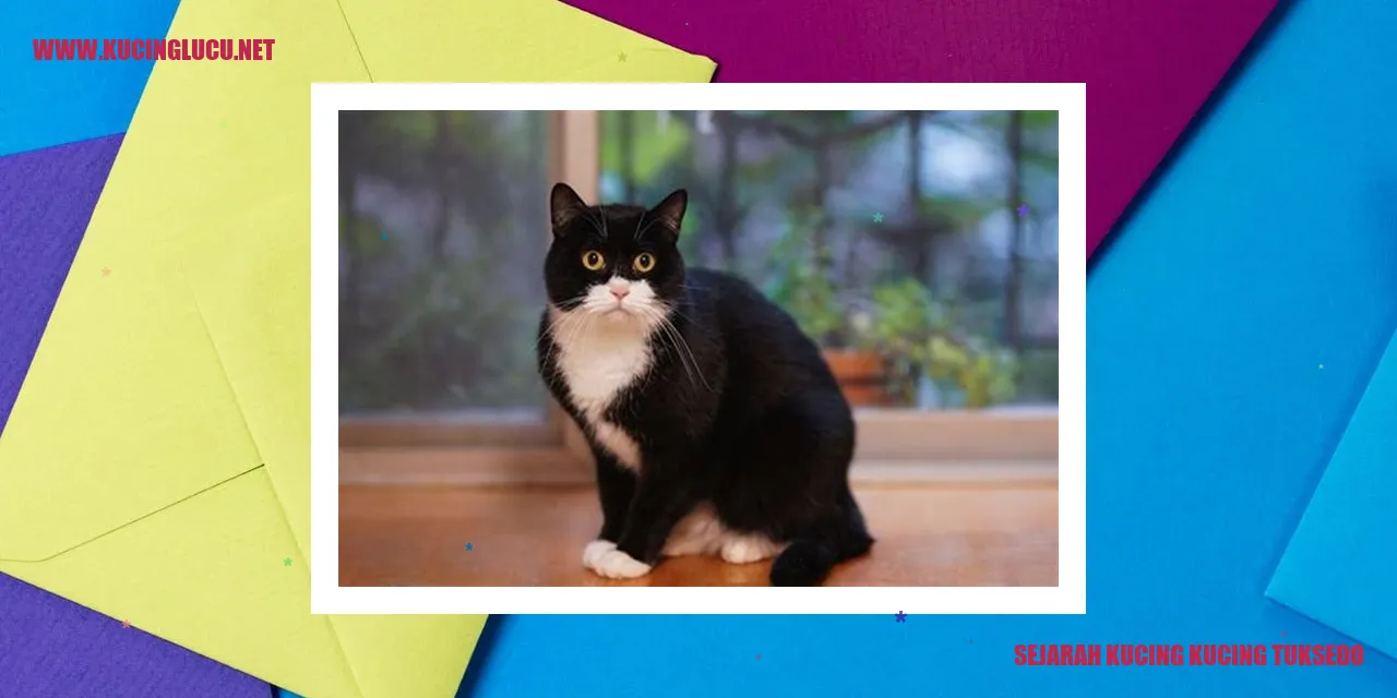 Gambar Kucing Tuksedo