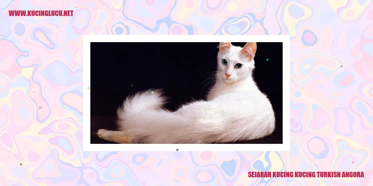 Kucing Turkish Angora