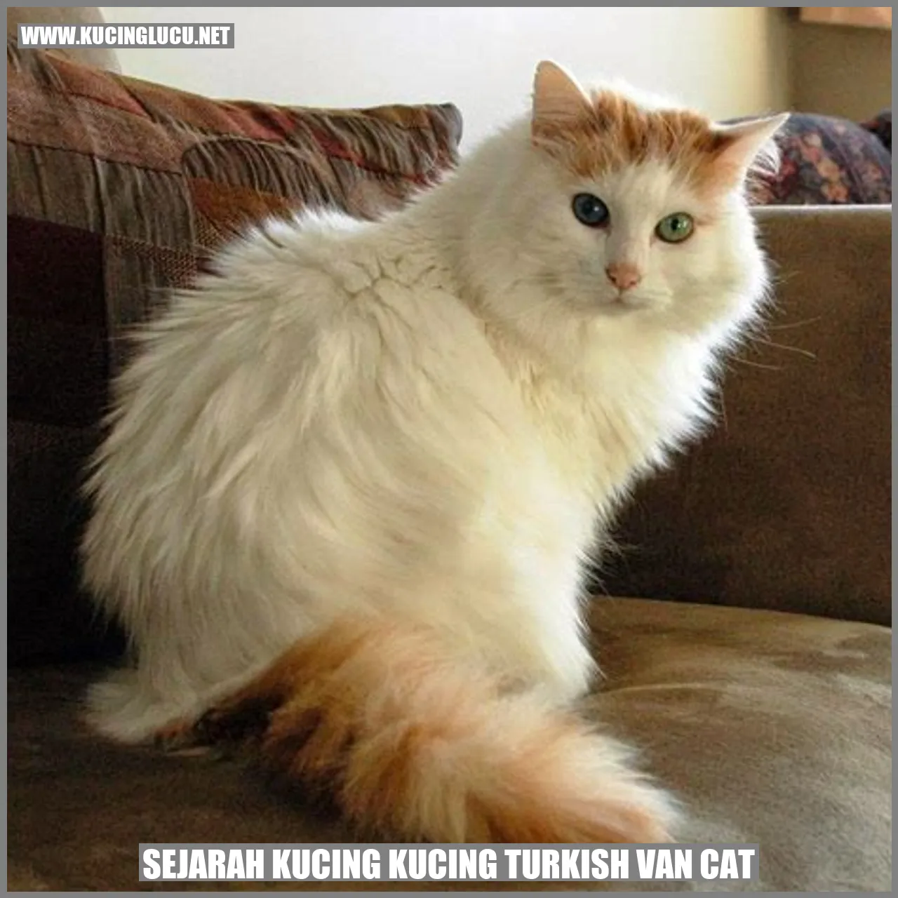 Sejarah Kucing Turkish Van Cat