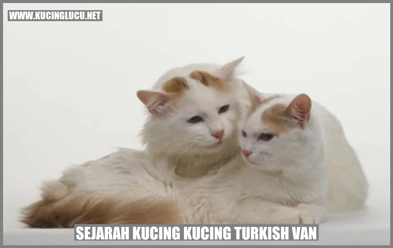 Kucing Turkish Van