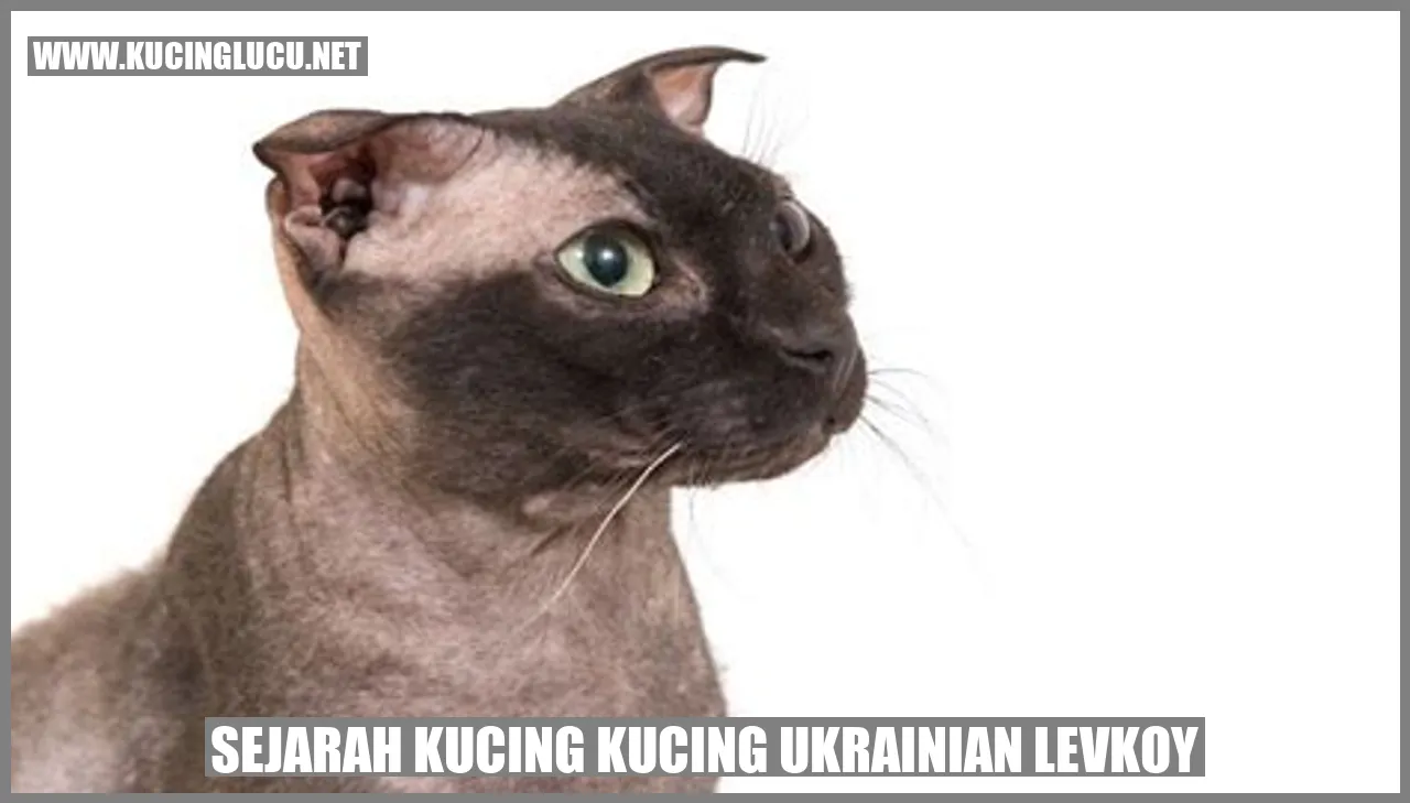 Foto Kucing Ukrainian Levkoy