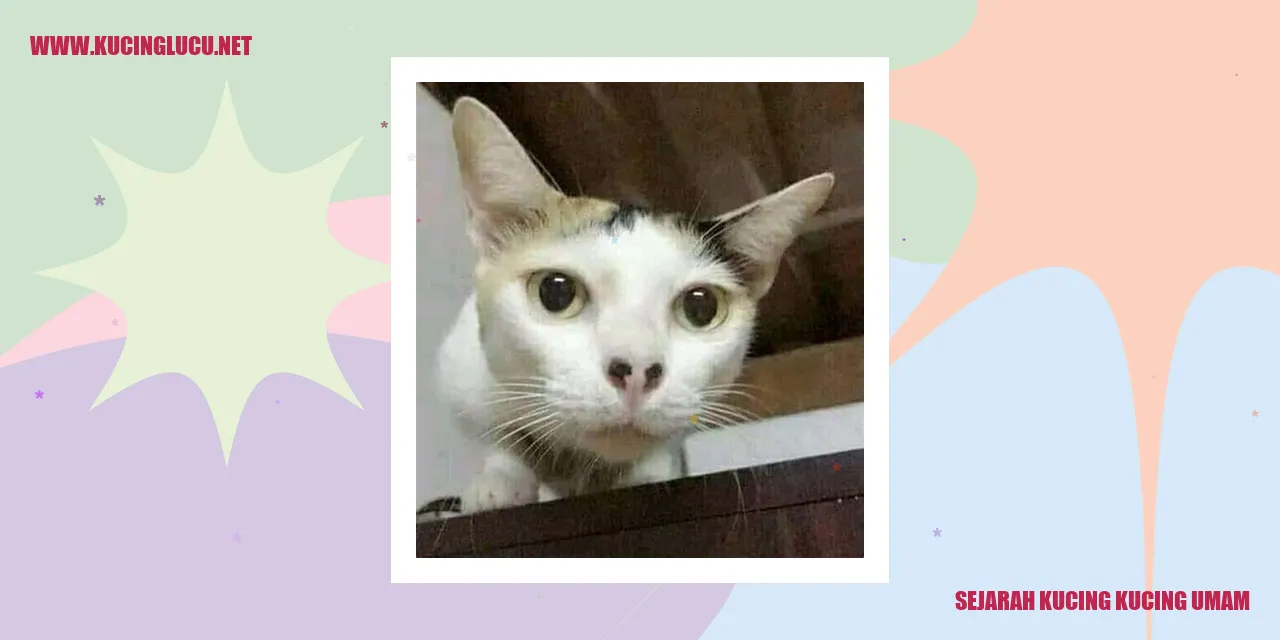 Gambar Kucing Kucing Umam
