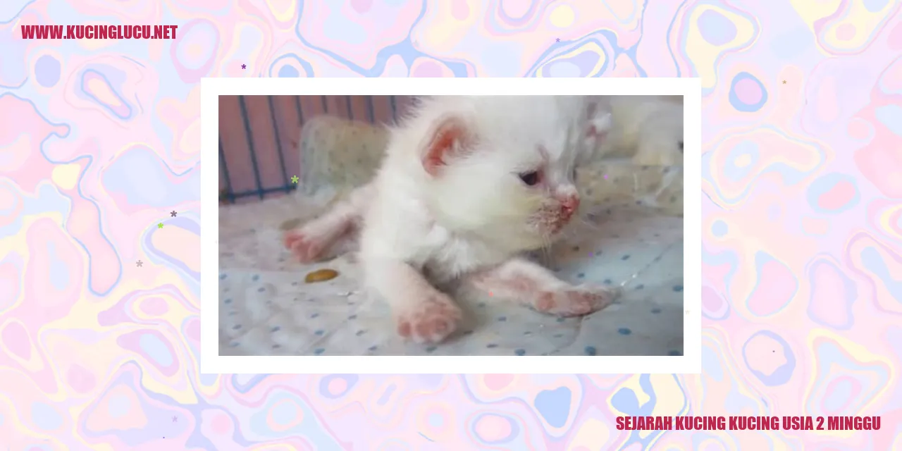 Gambar Kucing-kucing Usia 2 Minggu