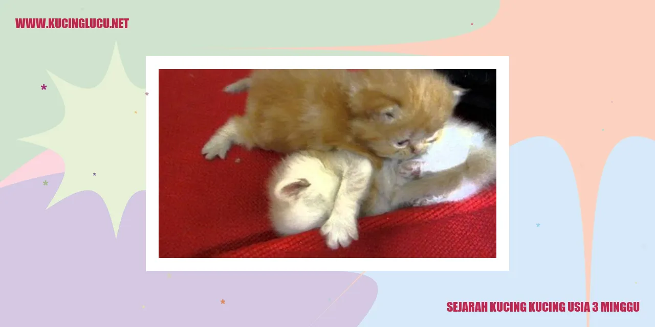 Kucing Usia 3 Minggu