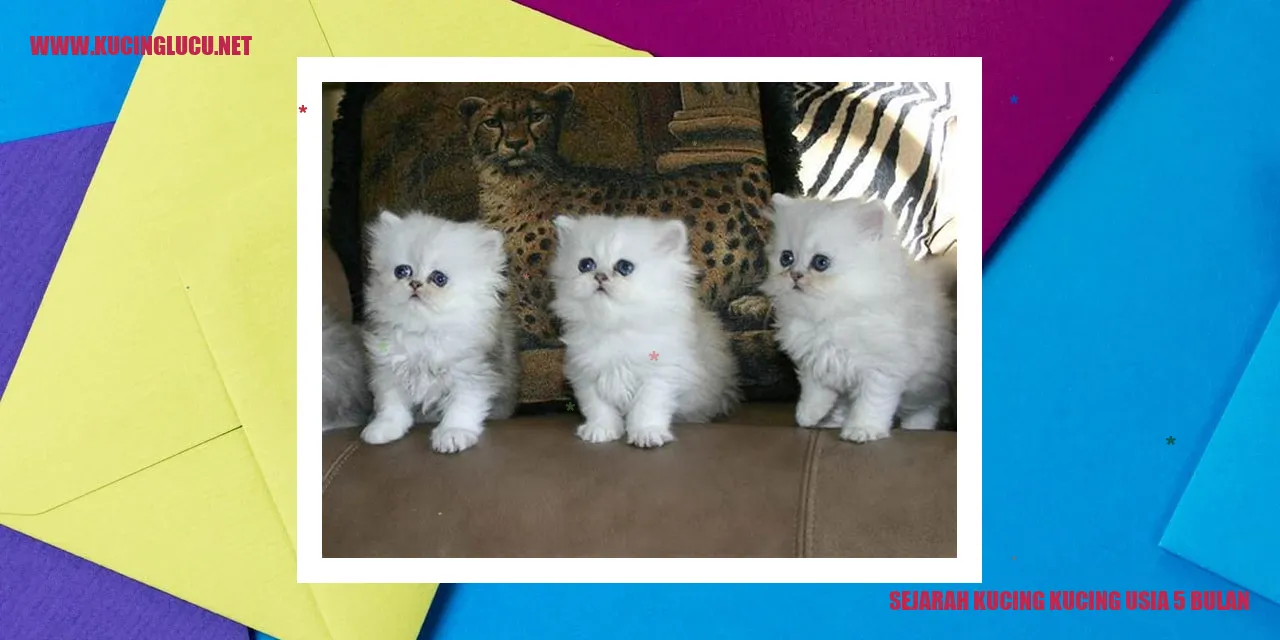 Kucing di Usia 5 Bulan