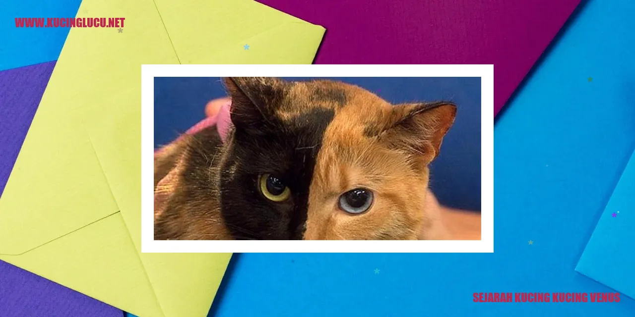 Gambar Kucing Venus