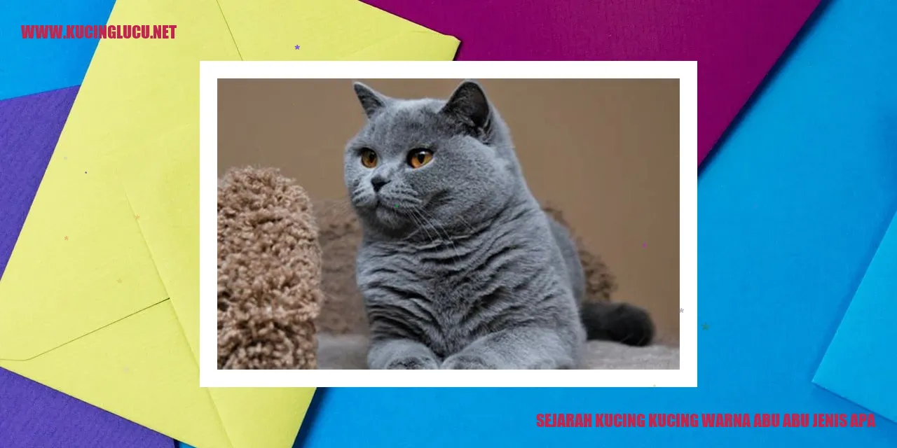 Gambar Kucing Abu-Abu