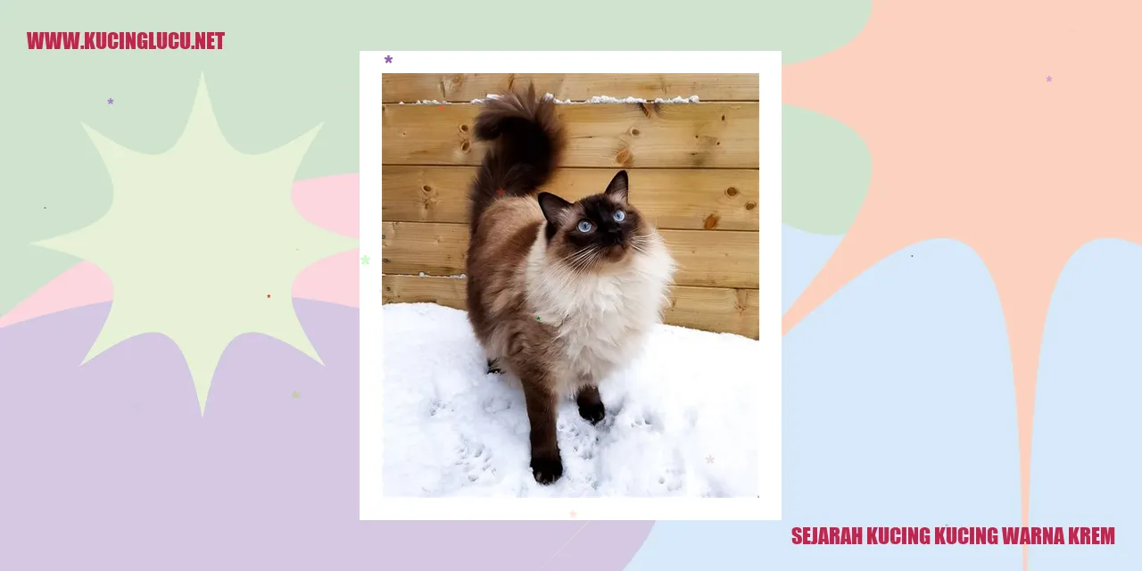 Kucing berwarna krim