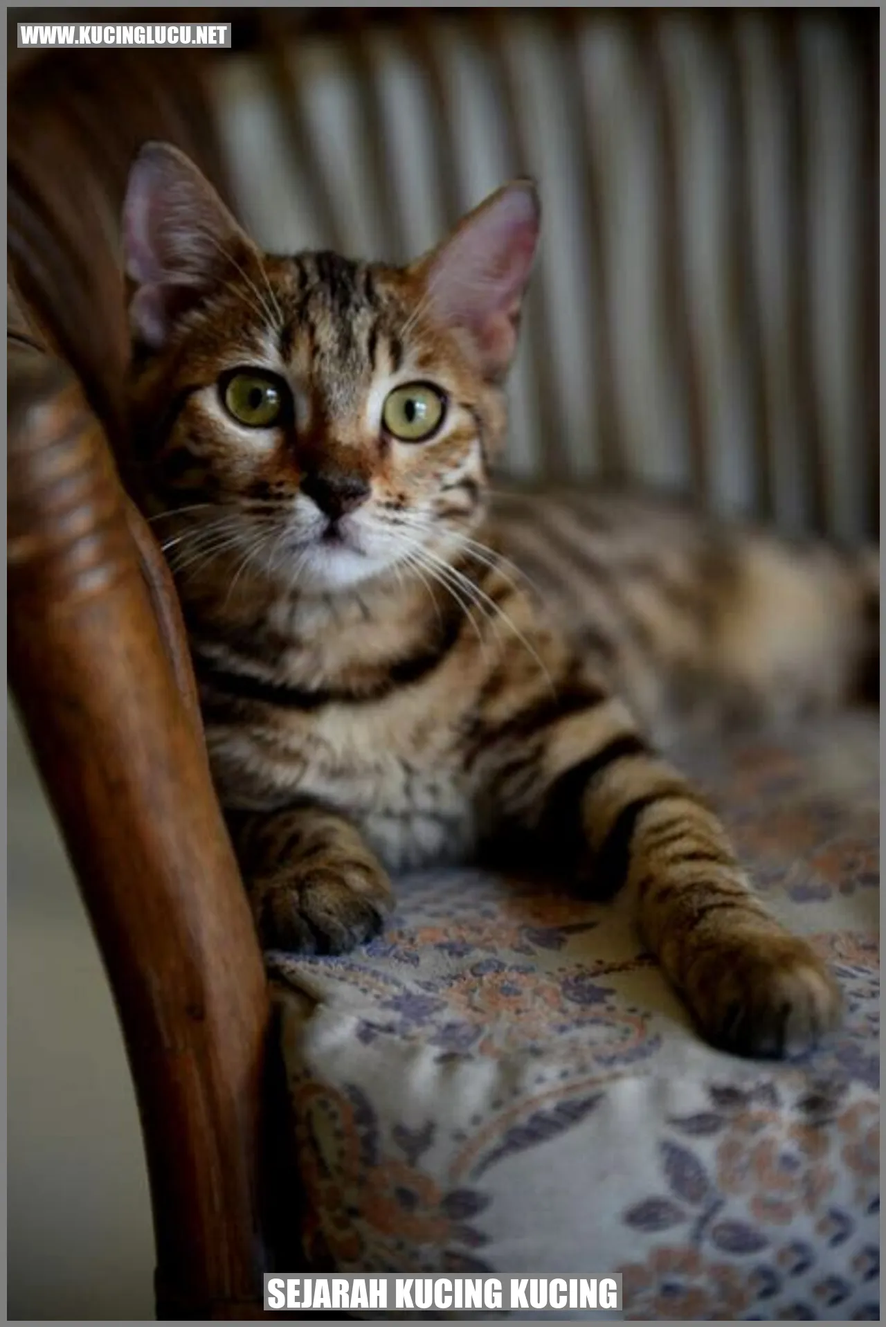 Sejarah Kucing Kucing