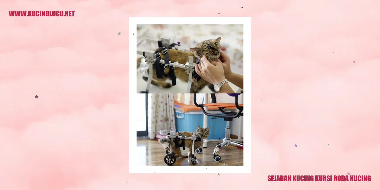 Gambar Kucing Kursi Roda