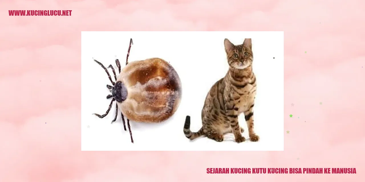 Sejarah Kucing Kutu Kucing Bisa Pindah ke Manusia