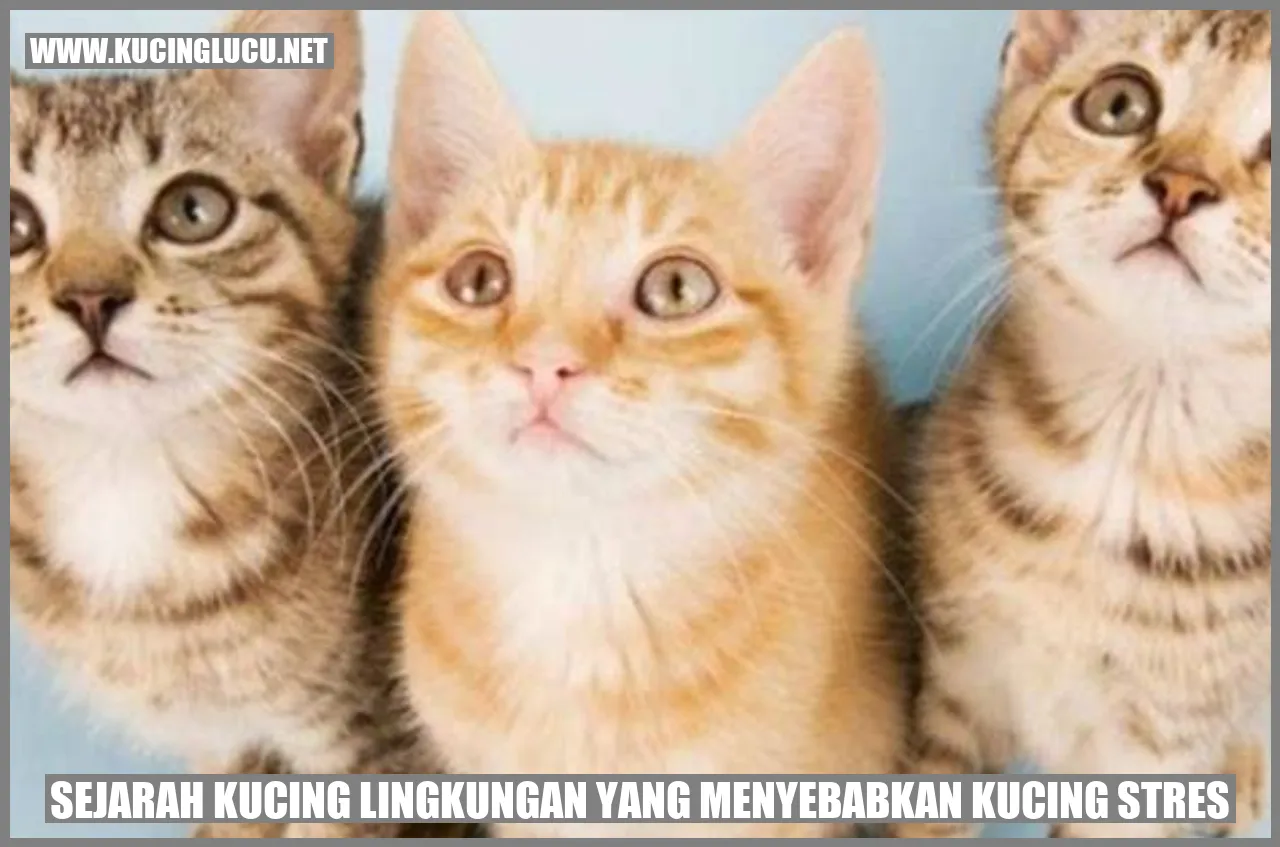 Sejarah Kucing lingkungan yang menyebabkan kucing stres