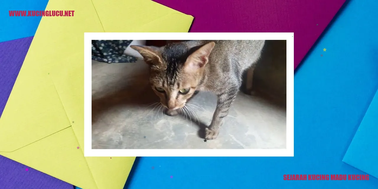 Kucing Madu Kucing