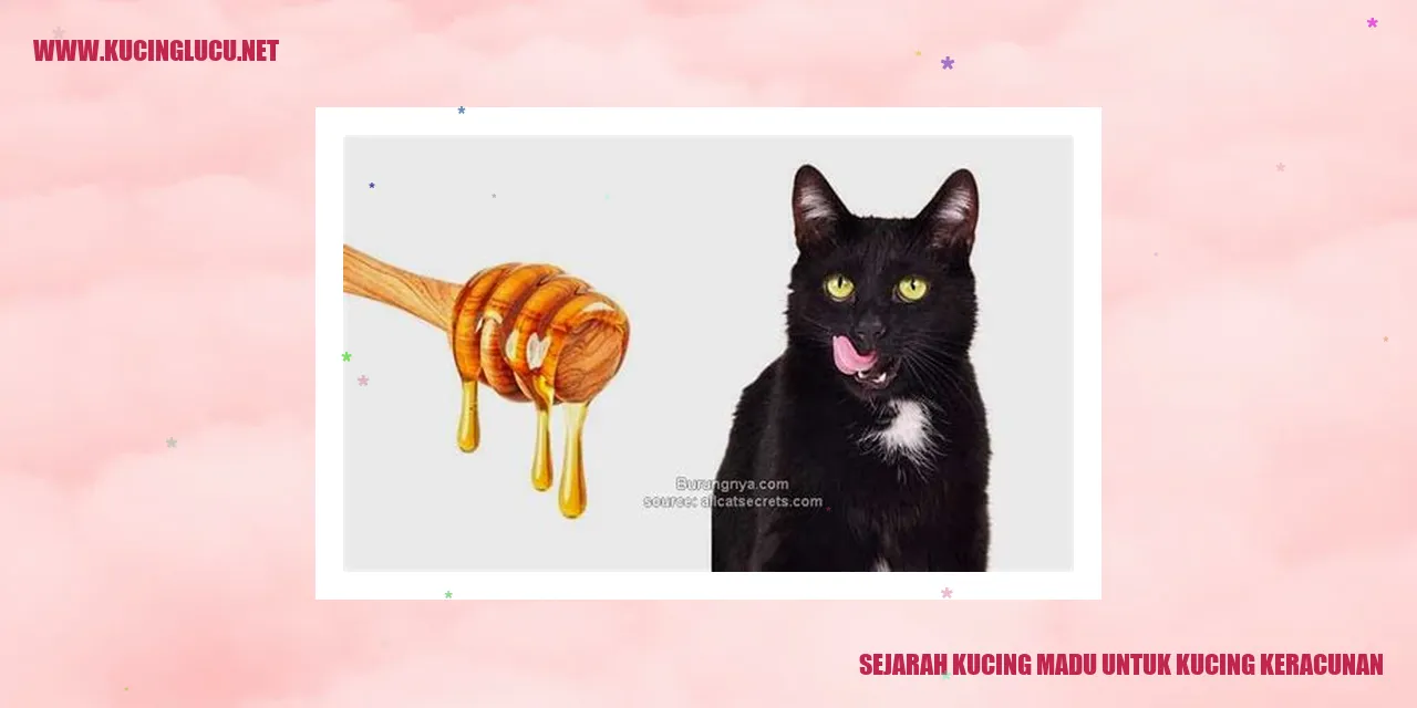 Galeri Kucing Madu