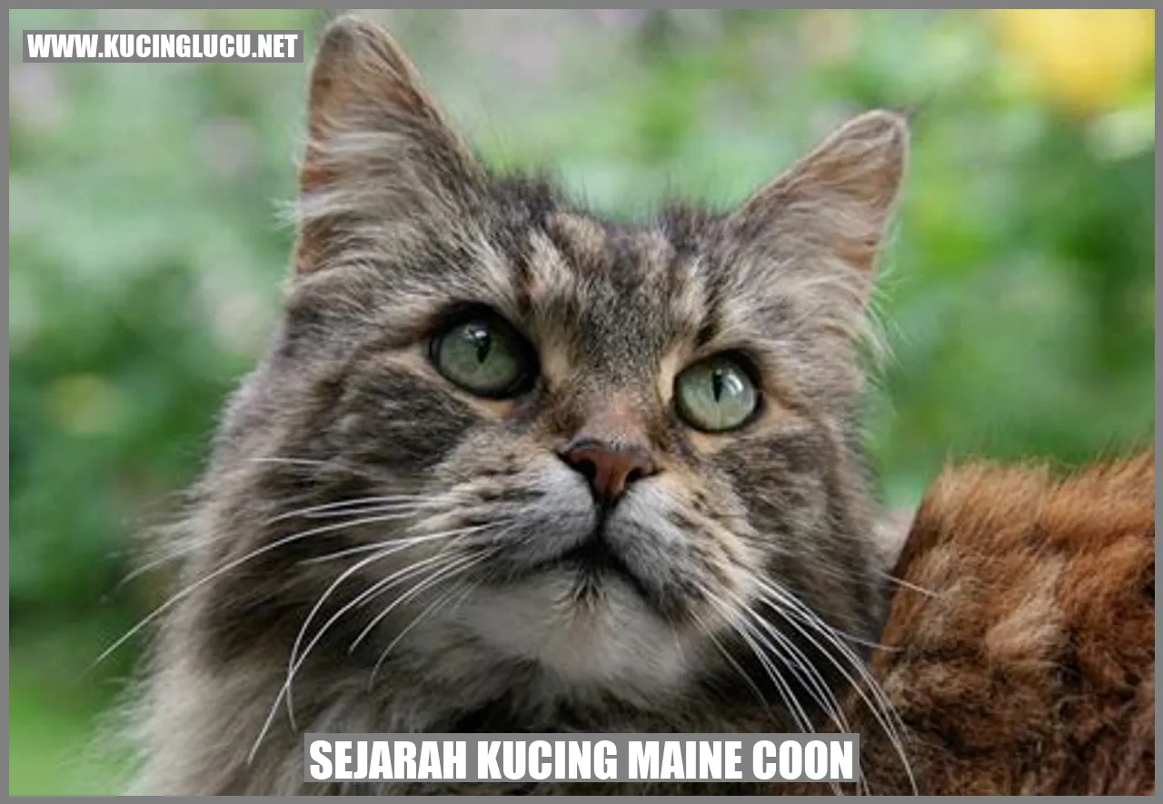 Sejarah Kucing Maine Coon