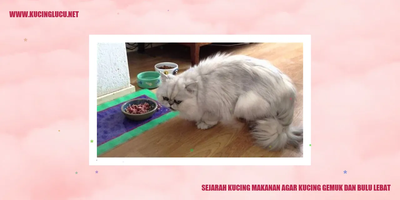 Kucing Gemuk dan Bulu Lebat
