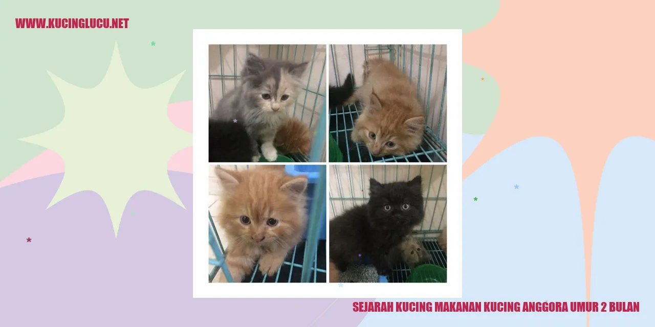 Gambar Kucing Anggora
