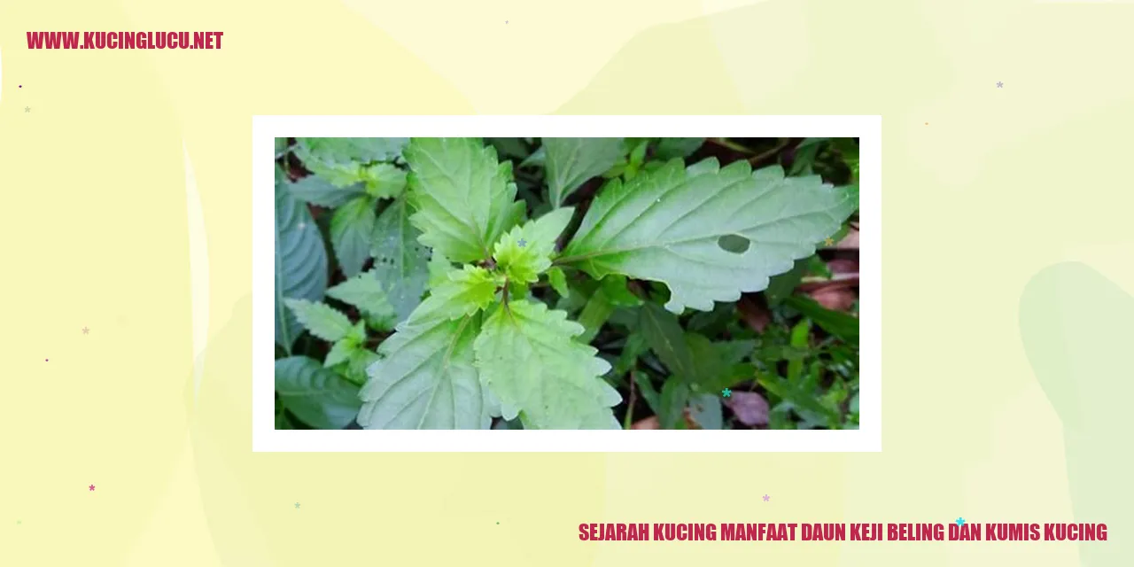 Gambar Tampak Menawan Kucing