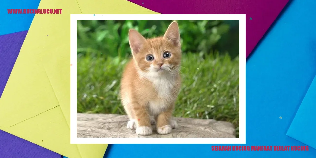 Kucing menjilati dirinya