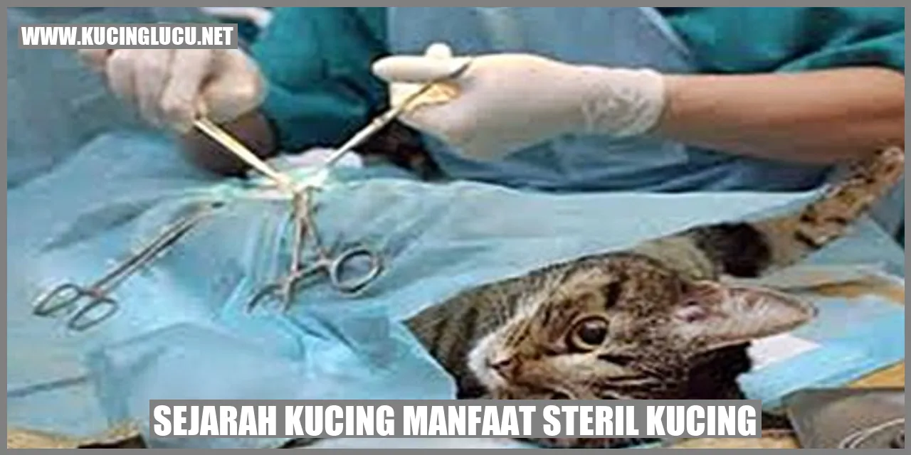 Gambar Kucing