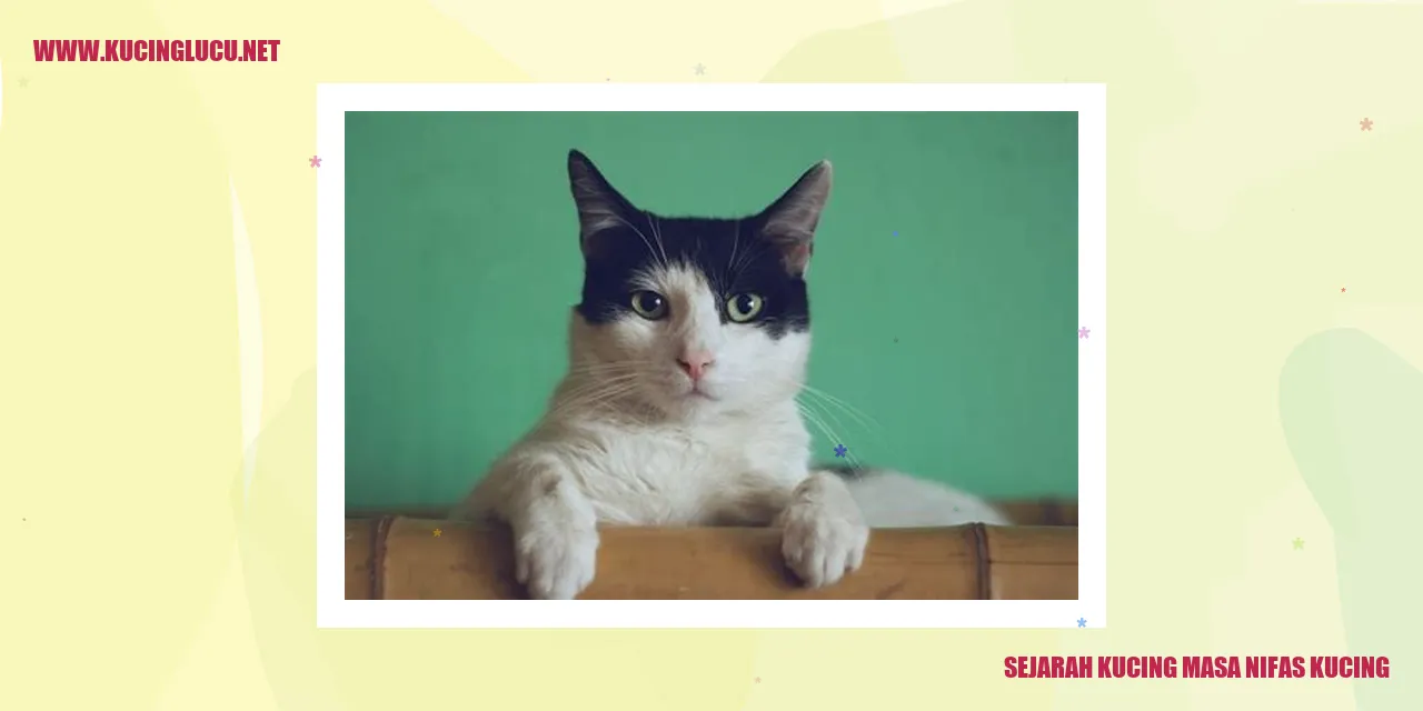 Kucing sedang melahirkan